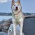 Confetti Dogs - Dog Harness Lemons Size S 27-32 cm - (PSE0727S) thumbnail-6