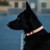 Confetti Dogs - Dog Collar Hey Sunshine Size M 32-48 cm - (PHA0903S) thumbnail-3