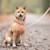 Confetti Dogs - Dog Lead Hey Sunshine - (PHU0927S) thumbnail-5