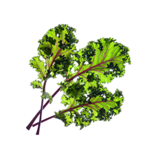 Click and Grow -  Smart Garden Refill 3-pack - Red Kale (SGR47X3)