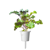 Click and Grow -  Smart Garden Refill 3-pack - Red Kale (SGR47X3) thumbnail-3