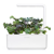 Click and Grow -  Smart Garden Refill 3-pack - Red Kale (SGR47X3) thumbnail-4