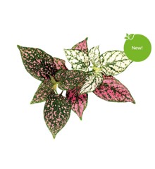 Click and Grow - Smart Garden Refill 3-pack - Polka Dot Plant (SG-036)