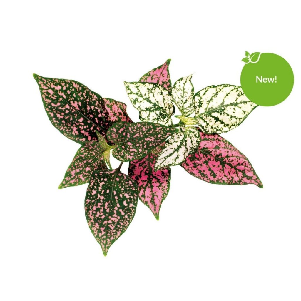 Click and Grow - Smart Garden Refill 3-pack - Polka Dot Plant (SGR48X3) - Hjemme og kjøkken