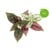 Click and Grow - Smart Garden Refill 3-pack - Polka Dot Plant (SGR48X3) thumbnail-1