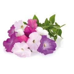 Click and Grow - Smart Garden Refill 3-pack - Petunia (SGR27X3)