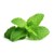 Click and Grow - Smart Garden Refill 3-pack - Peppermint (SGR22X3) thumbnail-1