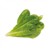 Click and Grow -  Smart Garden Refill 3-pack - Romaine Lettuce (SGR50X3) thumbnail-1