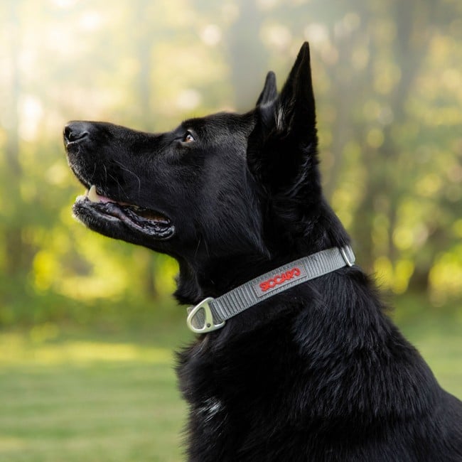 Siccaro - Sealines Dog Collar Silver M - (S6011)