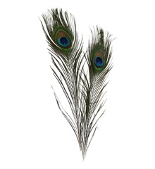 DIY Kit - Peacock feathers 10pc (51810)
