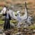 Schleich - Harry Potter - Buckbeak (13988) thumbnail-5