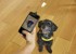 Dog Treat Selfie Clip (DIG01) thumbnail-1