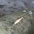 HUCKLEBERRY FISHING KIT (HB03-F) thumbnail-3
