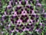 Huckleberry Kaleidoscope (HB15) thumbnail-10