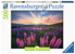 Ravensburger - Lupins 500p - (12000688) thumbnail-1