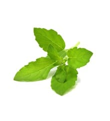 Click and Grow - Smart Garden Refill 3-pak - Holy Basil