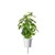 Click and Grow - Smart Garden Refill 3-pack - Holy Basil (SGR66X3) thumbnail-2