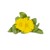 Click and Grow - Smart Garden Refill 3-pack - Calendula (SGR88X3) thumbnail-1