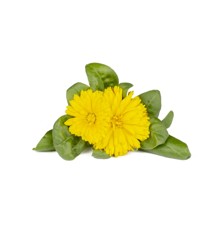 Click and Grow - Smart Garden Refill 3-pak - Calendula