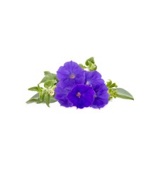 Click and Grow - Smart Garden Refill 3-pack - Blue Petunia (SGR72X3)