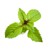 Click and Grow - Smart Garden Refill 3-pack - Cinnamon Basil (SGR71X3) thumbnail-1