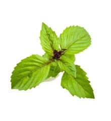 Click and Grow - Smart Garden Refill 3-pack - Cinnamon Basil (SGR71X3)