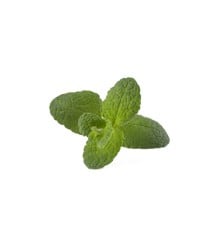 Click and Grow - Smart Garden Refill 3-pack - Apple Mint (SGR79X3)