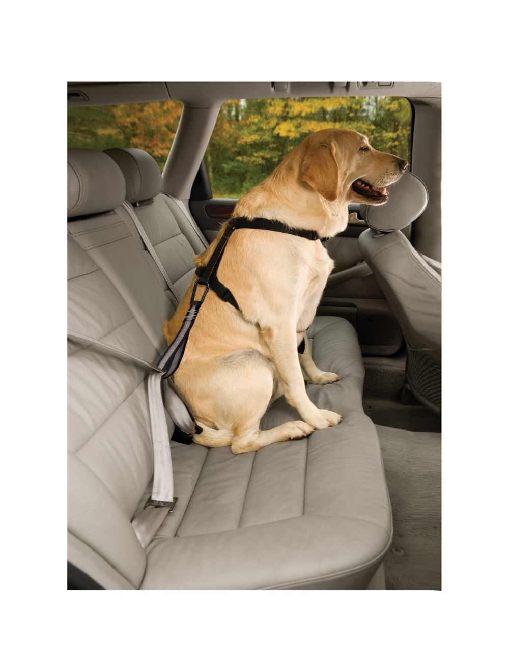 KURGO - Safety strap for the car seat belt - (81314601187) - Kjæledyr og utstyr