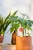 DOIY - Amanita Plant watering (DYSWAAMRE) thumbnail-2