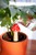 DOIY - Amanita Plant watering (DYSWAAMRE) thumbnail-4