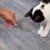 Cat Laser Pointer thumbnail-3