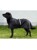 Back on Track - Dog raincoat  46cm - (734004110999) thumbnail-2