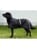 Back on Track - Dog Raincoat  67cm  - (734004111005) thumbnail-2