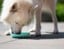 Confetti Dogs - Dyb slikkemåtte 16x16 cm thumbnail-2