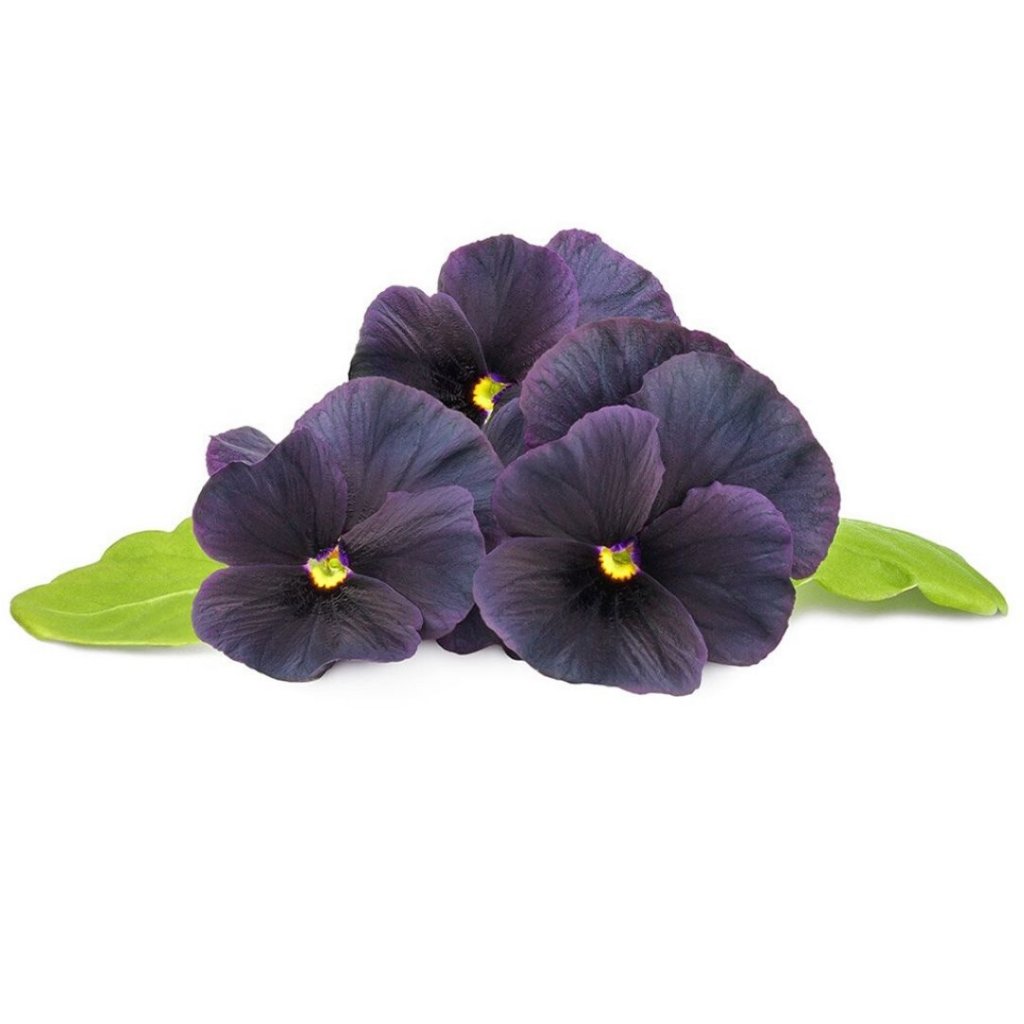 Click and Grow - Smart Garden Refill 3-pack Black Pansy