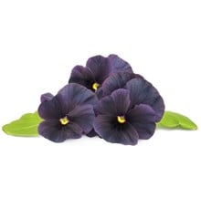 Click and Grow - Smart Garden Refill 3-pack Black Pansy