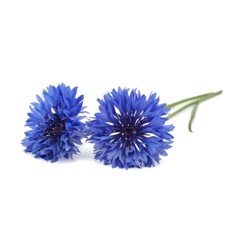 Click and Grow - Smart Garden Refill 3-pack Cornflower