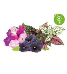 Click and Grow - Smart Garden Refill 9-pack Vibrant Flower Mix