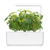 Click and Grow - Smart Garden Refill 3-pack Thai Basil thumbnail-2
