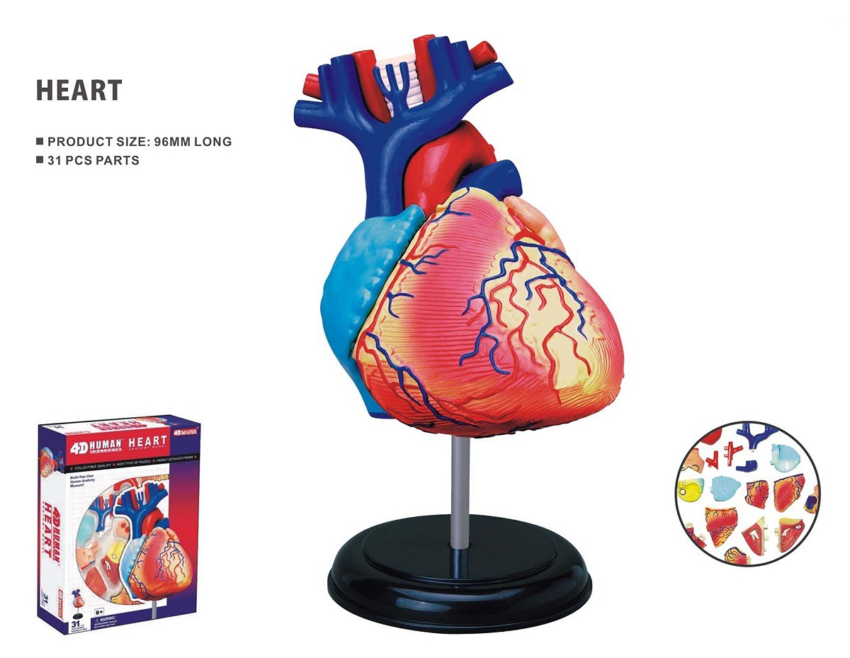Robetoy - Human Anatomy - Heart (10 cm) (26052) - Leker