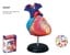Robetoy - Human Anatomy - Heart (10 cm) (26052) thumbnail-1