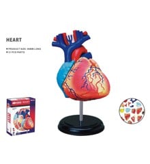 Robetoy - Human Anatomy - Heart (10 cm) (26052)