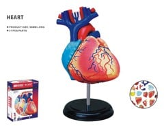 Robetoy - Human Anatomy - Heart (10 cm) (26052)