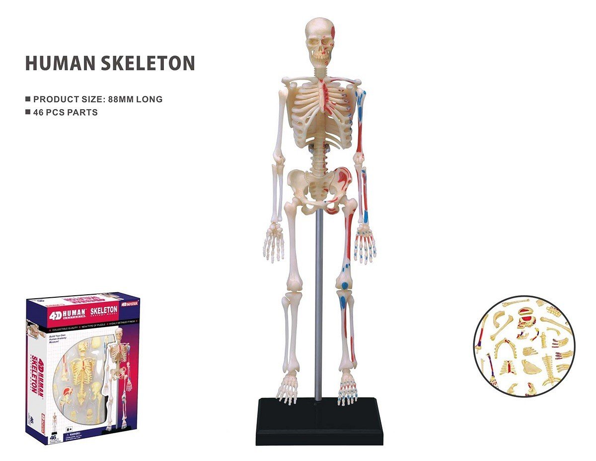 Robetoy - Human Anatomy - Skeleton (19 cm) (26059) - Leker