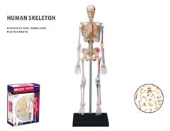 Robetoy - Human Anatomy - Skeleton (19 cm) (26059)