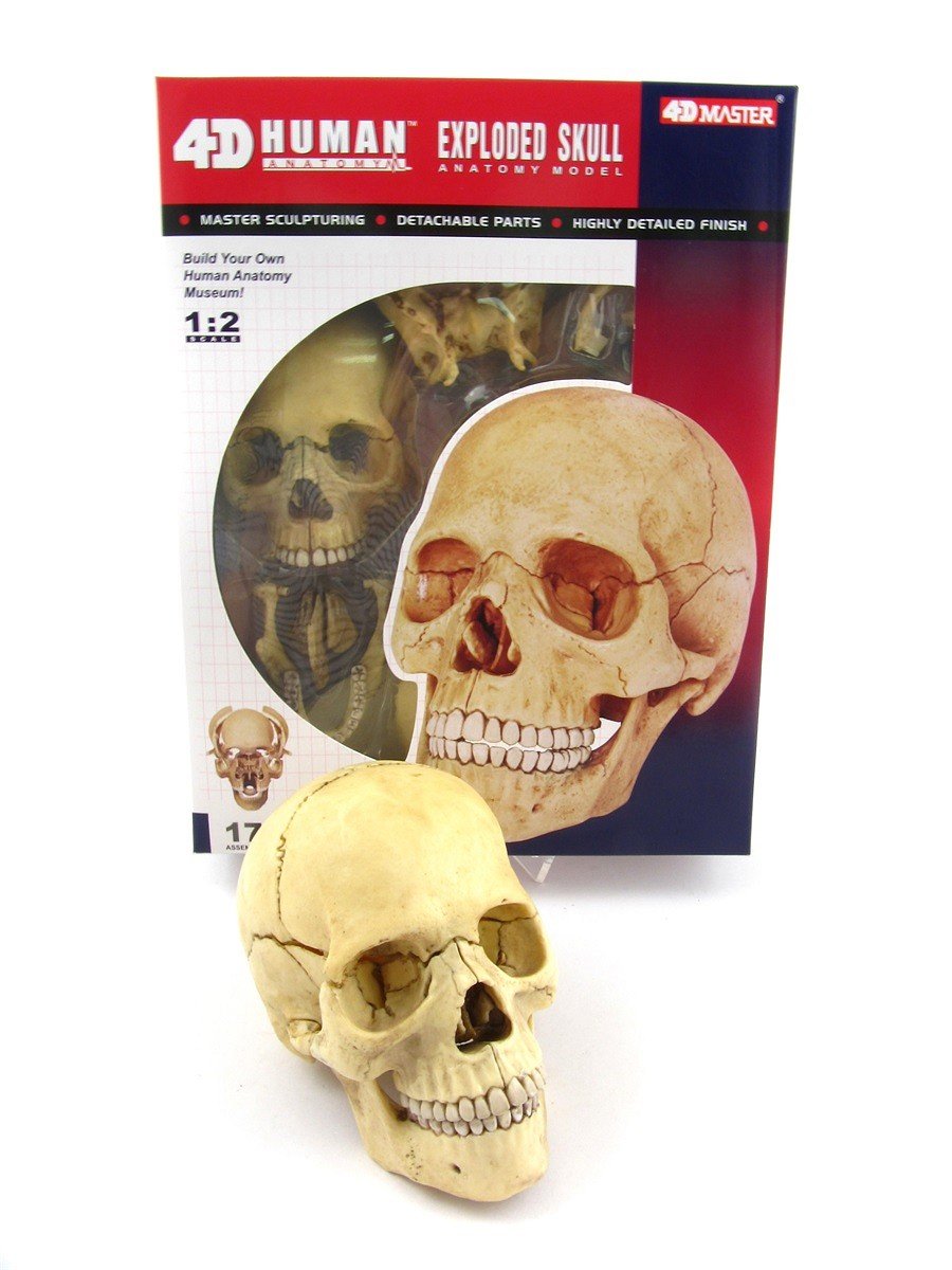 Robetoy - Human Anatomy - Skull (16 cm) (26060) - Leker