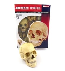 Robetoy - Human Anatomy - Skull (16 cm) (26060)