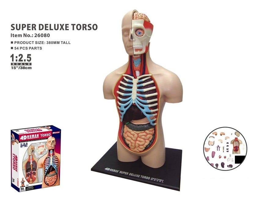 Robetoy - Human Anatomy - Torso Duluxe (40 cm) (26062)