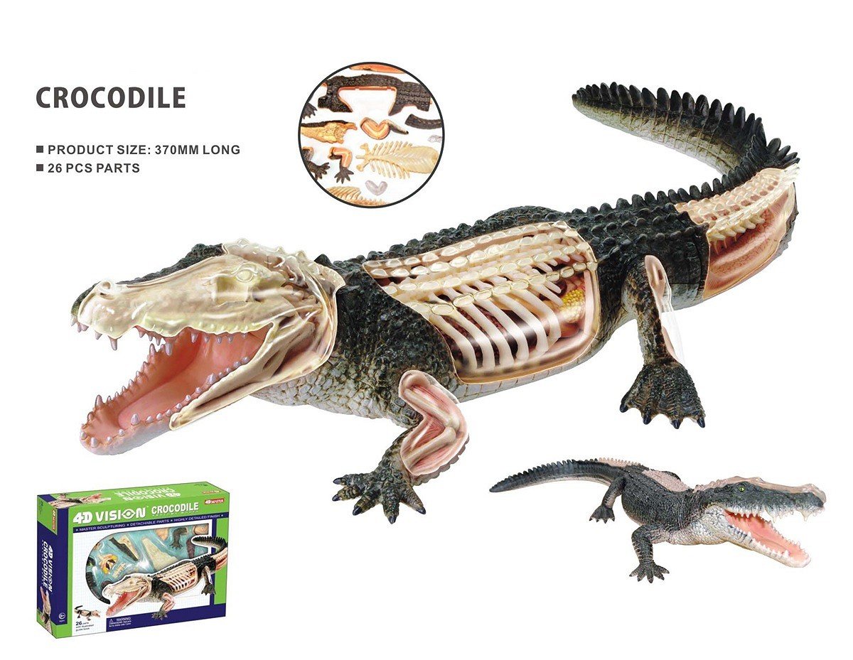 Robetoy - Animal Anatomy - Crocodile (24 cm) (26074) - Leker