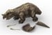 Revell - 3D Puzzle Jurrassic World - Triceratops (600242) thumbnail-6